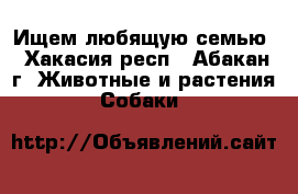 Ищем любящую семью - Хакасия респ., Абакан г. Животные и растения » Собаки   